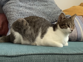 חתולה עם פרווה לבנה ומנומרת שוכבת על ספה בצבע טורקיז ומביטה ימינה
