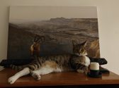 חתול עם פרווה לבנה, חומה ומנומרת שוכב על שידה חומה ומביט קדימה בעוד שמאחוריו יש תמונה של צבי ברכס הרים