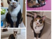 תמונות רבות של חתולה עם פרווה בצבע חום, שחור ולבן וקולר ורוד