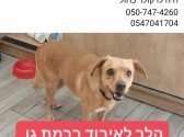 כלב עם פרווה בצבע חום פותח את פיו ומביט ימינה