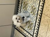 כלבה לבנה יושבת על שטיח צבעוני ומביטה קדימה