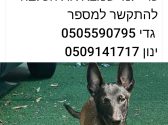 מלינוואה מוציאה לשון ומביטה ימינה