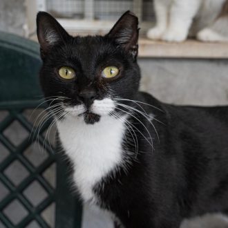 חתול עם פרווה בצבע שחור לבן מביט קדימה