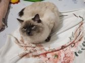 חתול עם פרווה בגווני חום שוכב על שמיכה לבנה ומביט שמאלה