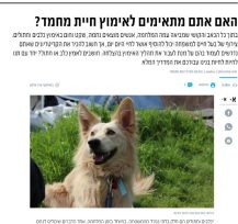 כלב עם פרווה בצבע בז' ולבן, קולר תכלת ורצועה תכלת פותח את פיו ומביט שמאלה