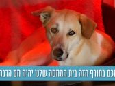 כלב עם פרווה בצבע חום לבן שוכב על שמיכה כחולה בעוד שהוא נמצא בתוך כלוב מחומם ומביט קדימה
