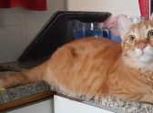 חתול ג'ינג'י שוכב על השיש במטבח ומביט שמאלה