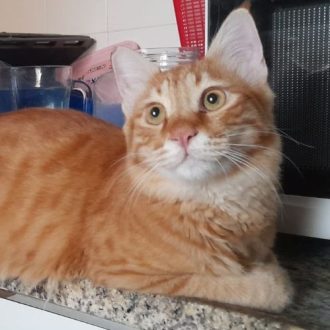חתול ג'ינג'י שוכב על השיש במטבח ומביט שמאלה