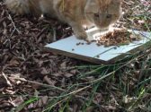חתולה ג'ינג'ית אוכלת על משטח בצבע תכלת שנמצא בפארק בעוד שהיא מביטה קדימה