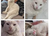 תמונות רבות של חתול לבן