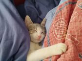 חתולה עם פרווה בצבע אפור לבן ישנה על מיטה בין כריות כחולות ושמיכה בצבע כתום וכחול