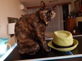 חתולה עם פרווה מנומרת יושבת על שולחן שחור ומביט קדימה בעוד שלידה נמצא כובע בצבע צהוב