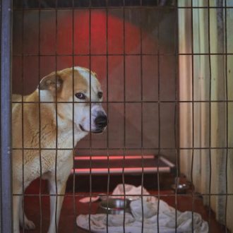 כלב עם פרווה בצבע חום לבן מביט ימינה בעוד שהוא נמצא בתוך כלוב מחומם, ולידו יש מיטת כלבים, קערות מים ואוכל ושמיכה לבנה