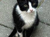 חתולה עם פרווה בצבע שחור לבן יושבת על המדרכה ומביטה ימינה