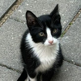 חתולה עם פרווה בצבע שחור לבן יושבת על המדרכה ומביטה ימינה