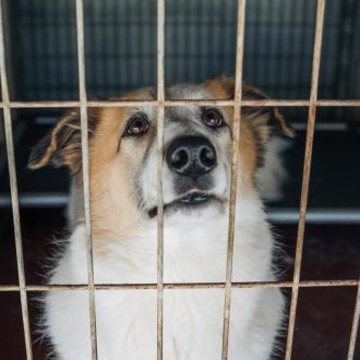 כלבה עם פרווה בצבע חום לבן פותחת את פיה ומביטה למעלה בעוד שהיא נמצאת בתוך כלוב, ומאחוריה יש שתי מיטות כלבים