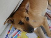 כלב עם פרווה בצבע חום שוכב על עיתונים שנמצאים על הרצפה בעוד שהוא מביט למעלה