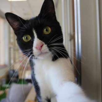 חתול עם פרווה בצבע שחור לבן עומד על אדן החלון, מטה את ראשו שמאלה ומביט קדימה בעוד שהוא מושיט אך ידו