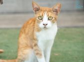 חתולה ג'ינג'ית לבנה, עם עיניים ירוקות, יושבת על דשא סינטטי ומביטה קדימה.
