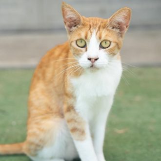 חתולה ג'ינג'ית לבנה, עם עיניים ירוקות, יושבת על דשא סינטטי ומביטה קדימה.