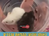 עכברים נמצאים בקופסאת פלסטיק שמחזיק אדם