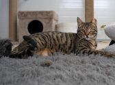 חתול עם פרווה מנומרת שוכב על שטיח אפור ומביט קדימה