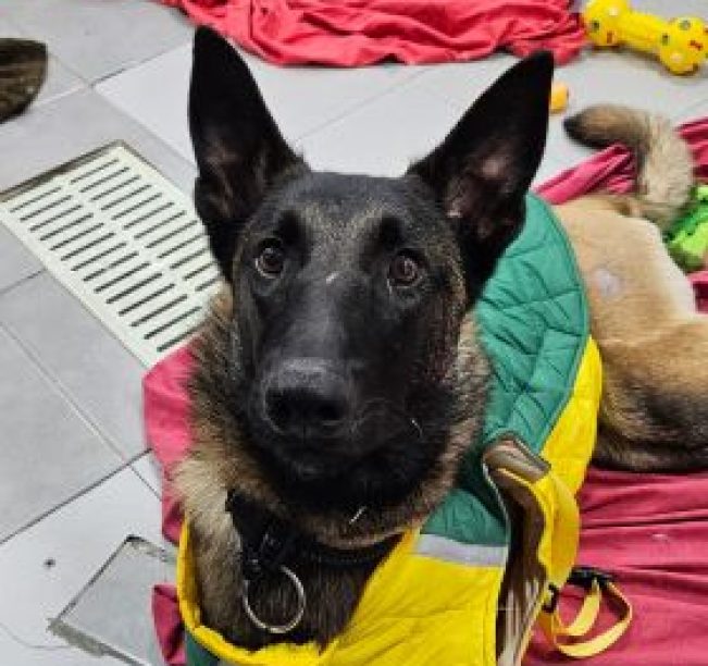 כלב עם פרווה בצבע חום שחור ובגד ירוק צהוב שוכב על שמיכה אדומה ומביט קדימה