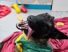 כלב עם פרווה בצבע חום שחור ובגד ירוק צהוב שוכב על שמיכה אדומה שעל הרצפה, מוציא לשון ומביט קדימה