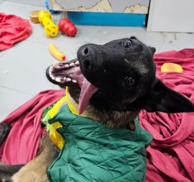כלב עם פרווה בצבע חום שחור ובגד ירוק צהוב שוכב על שמיכה אדומה שעל הרצפה, מוציא לשון ומביט קדימה