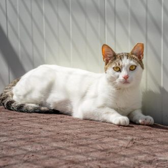 חתול עם פרווה לבנה ומנומרת שוכב על משטח גבוה כלשהו ומביט קדימה