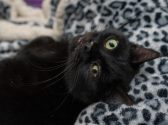 חתול שחור שוכב בתוך מיטת חתולים ומביט קדימה