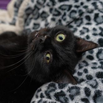 חתול שחור שוכב בתוך מיטת חתולים ומביט קדימה