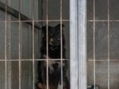 כלבה עם פרווה בצבע שחור, חום ולבן נמצאת בתוך כלוב ומביטה ימינה
