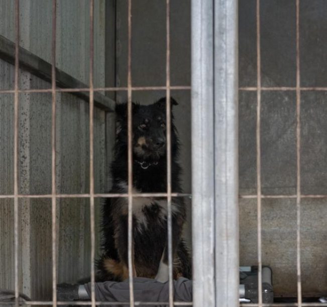 כלבה עם פרווה בצבע שחור, חום ולבן נמצאת בתוך כלוב ומביטה ימינה