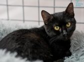 חתולה שחורה שוכבת על כרית אפורה ומביטה ימינה