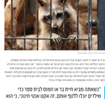 דביבון נמצא בכלוב של פינת חי