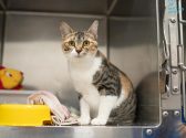 גורת חתולים טריקולורית, יושבת בכלוב פתוח במרפאה ומביטה קדימה, צילום פרונטלי