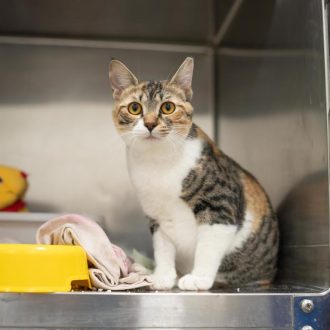 גורת חתולים טריקולורית, יושבת בכלוב פתוח במרפאה ומביטה קדימה, צילום פרונטלי