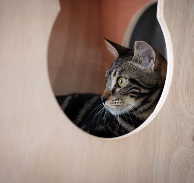 חתול עם פרווה מנומרת נמצא בתוך בית לחתולים מעץ ומביט שמאלה