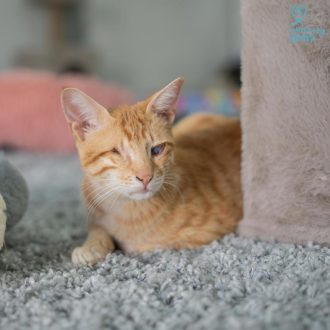 חתול ג'ינג'י שוכב על שטיח אפור בעוד שהוא מביט ימינה, לידו יש בית לחתולים ומשחקים
