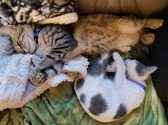 שני חתולים ישנים יחד אחד ליד השני על ספה, האחד עם פרווה בצבע שחור לבן ועם קולר סגול, והאחר עם פרווה מנומרת וקולר כחול
