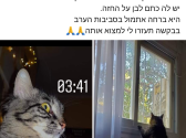 בתמונה מצד ימין חתולה עם פרווה מנומרת מושיטה את ידיה לאדן החלון ומביטה בחלון, ובתמונה מצד שמאל החתולה מביטה שמאלה