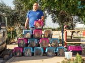 עובד בעמותה נמצא מאחוריו חתולים רבים כאשר כל חתול נמצא בכלוב משלו