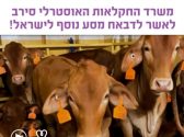 עגלים רבים נמצאים בצפיפות רבה