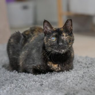 חתולה עם פרווה בצבע שחור חום מביטה קדימה בעוד שהיא שוכבת על שטיח אפור