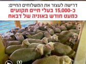 כבשים רבות נמצאות בצפיפות רבה מאוד