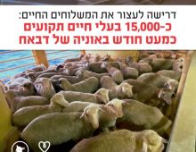 כבשים רבות נמצאות בצפיפות רבה מאוד