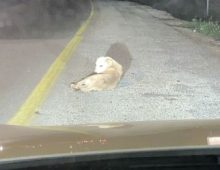 כלב שוכב באמצע כביש