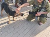 חייל כורע ומלטף כלב עם פרווה בצבע שחור חום ומסביבו נמצאים עוד חיילים בעוד שהכלב עוצם את עיניו