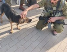 חייל כורע ומלטף כלב עם פרווה בצבע שחור חום ומסביבו נמצאים עוד חיילים בעוד שהכלב עוצם את עיניו